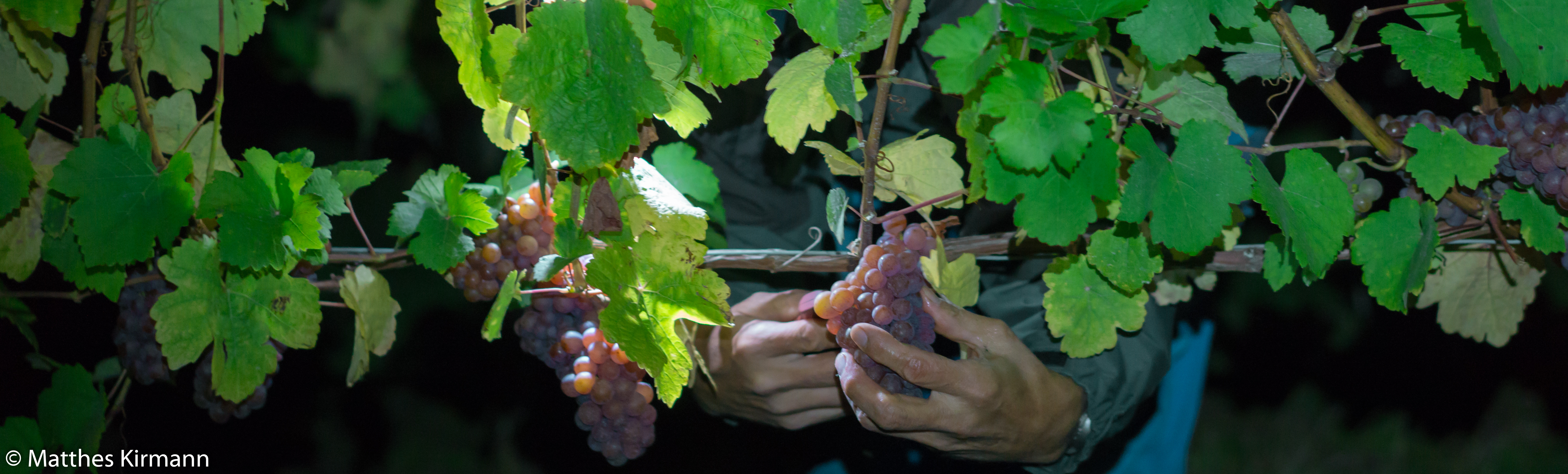 Harzer Weingut Kirmann